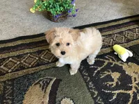 SWEET ABBY, a female Maltipoo for sale in Lexington, MI – 1 of 1