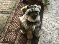 WINSTON, a male Miniature Schnauzer for sale in Lexington, MI – 2 of 3