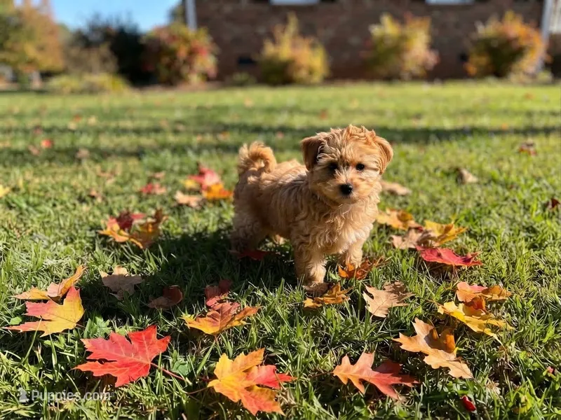Red puppy  – Maltipoo puppy for sale in Lexington, MI