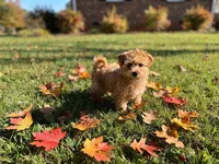 Red puppy , a female Maltipoo for sale in Lexington, MI – 1 of 1