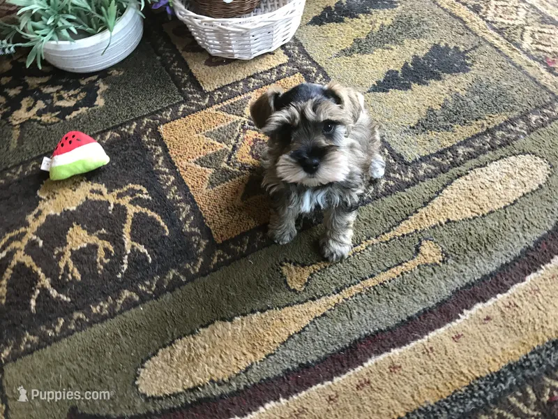 WINSTON – Miniature Schnauzer puppy for sale in Lexington, MI