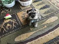 WINSTON, a male Miniature Schnauzer for sale in Lexington, MI – 1 of 3