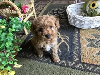 Little ROSIE , a female Maltipoo for sale in Lexington, MI – 2 of 2