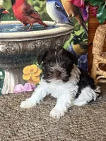 CHARLIE, a male Miniature Schnauzer for sale in Lexington, MI – 1 of 1