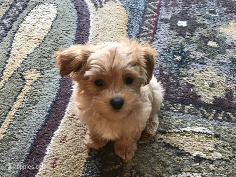 Sweet Rosie  – Maltipoo puppy for sale in Lexington, MI