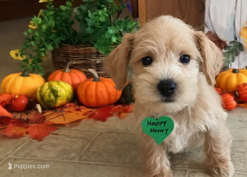 Happy Henry  – Maltipoo puppy for sale in Lexington, MI