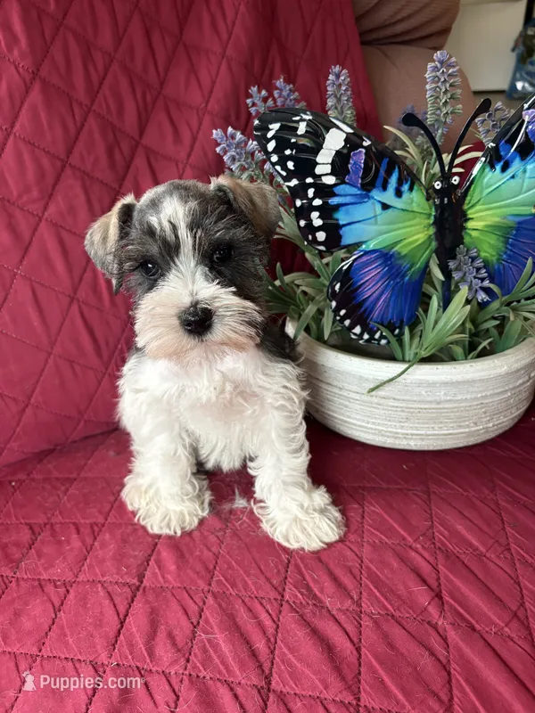 Misty  – Miniature Schnauzer puppy for sale in Lexington, MI