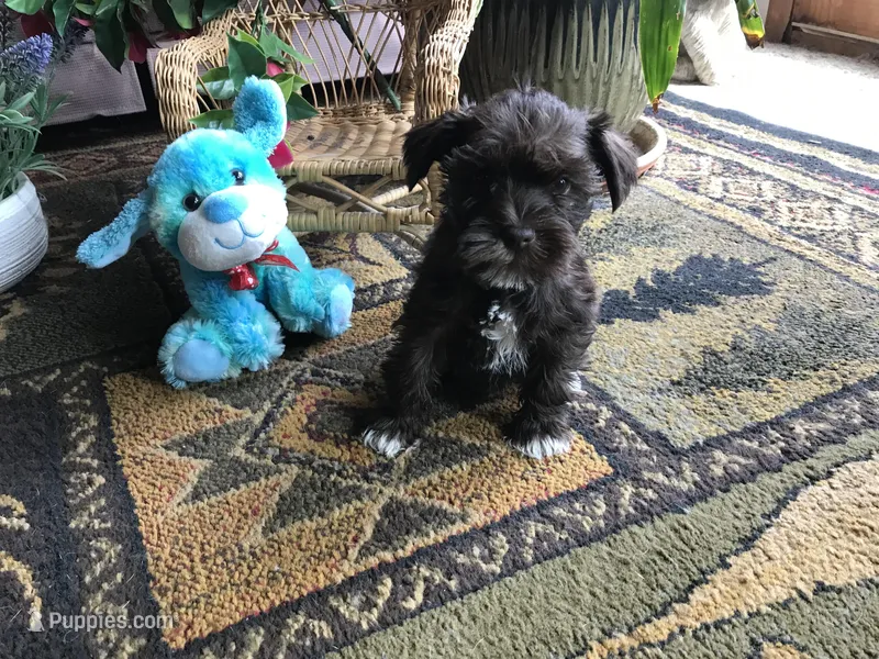 Lovable Louie – Miniature Schnauzer puppy for sale in Lexington, MI