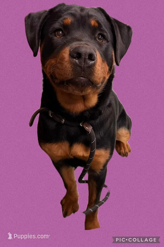 Josie – Rottweiler puppy for sale in Republic, MO