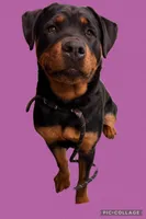 Josie, a female Rottweiler for sale in Republic, MO – Photo 1 of 2