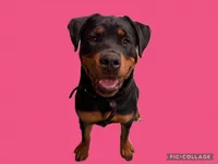 Josie, a female Rottweiler for sale in Republic, MO – Photo 2 of 2