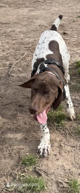 Stetson – German Shorthaired Pointer puppy for sale in Mount Vernon, MO