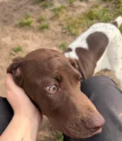 Stetson, a male German Shorthaired Pointer for sale in Springfield, MO – 2 of 5