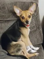 Coco, a male Chihuahua for sale in Springfield, MO – 4 of 4