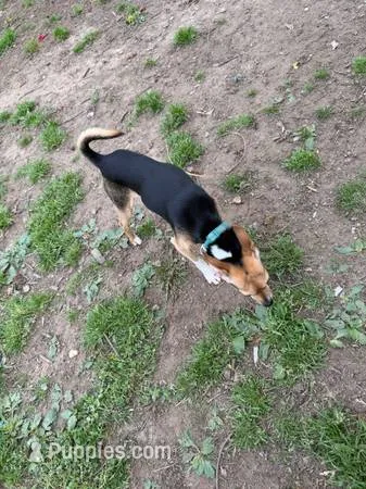 Coco – Chihuahua puppy for sale in Springfield, MO