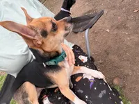 Coco, a male Chihuahua for sale in Springfield, MO – 3 of 4