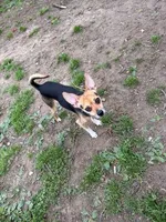 Coco, a male Chihuahua for sale in Springfield, MO – 2 of 4