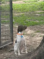 Stetson, a male German Shorthaired Pointer for sale in Springfield, MO – 5 of 5