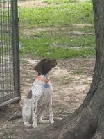 Stetson, a male German Shorthaired Pointer for sale in Springfield, MO – 4 of 5