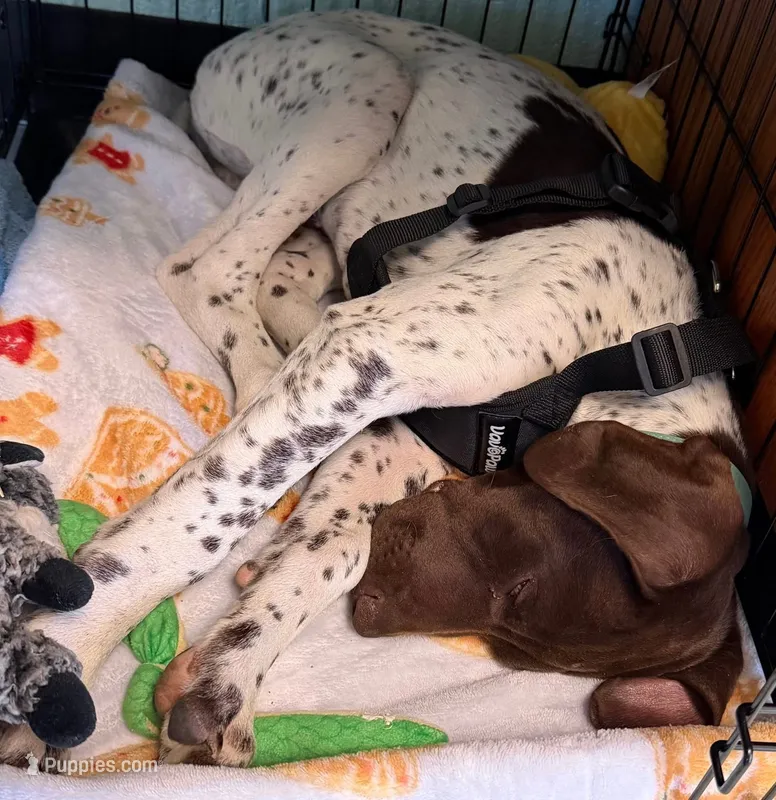 Stetson – German Shorthaired Pointer puppy for sale in Springfield, MO