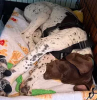 Stetson, a male German Shorthaired Pointer for sale in Springfield, MO – 1 of 5