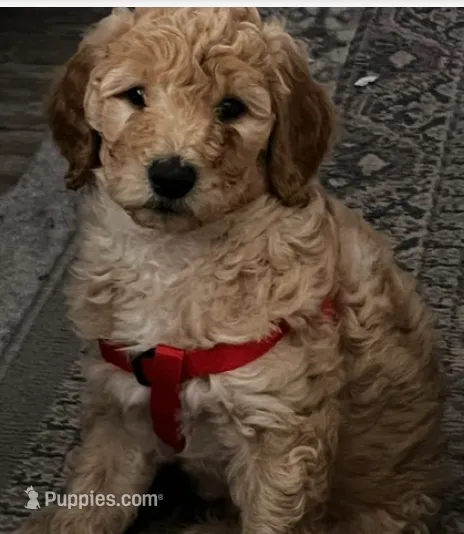 Lilly – Goldendoodle puppy for sale in Tavares, FL