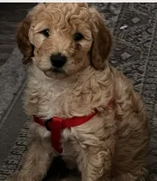 Lilly, a female Goldendoodle for sale in Tavares, FL – 1 of 4