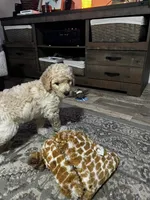 Noah, a male Goldendoodle for sale in Tavares, FL – 4 of 7