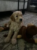 Daisy, a female Goldendoodle for sale in Tavares, FL – 3 of 6