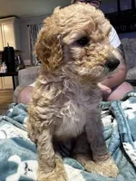 Daisy, a female Goldendoodle for sale in Tavares, FL – 5 of 6