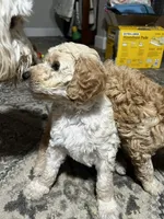 Bruiser, a male Goldendoodle for sale in Tavares, FL – 7 of 7