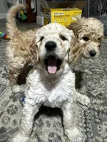 Bruiser, a male Goldendoodle for sale in Tavares, FL – 6 of 7