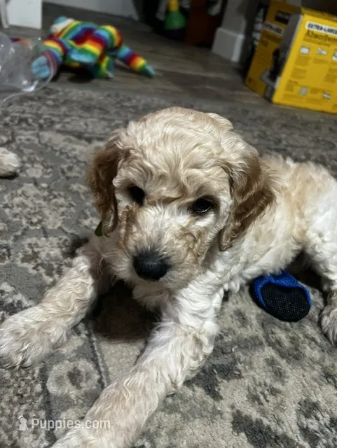 Noah – Goldendoodle puppy for sale in Tavares, FL
