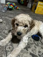 Noah, a male Goldendoodle for sale in Tavares, FL – 1 of 7