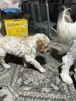 Bruiser, a male Goldendoodle for sale in Tavares, FL – 3 of 7