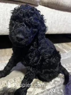 Onyx – Goldendoodle puppy for sale in Tavares, FL