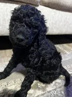 Onyx, a male Goldendoodle for sale in Tavares, FL – 1 of 6