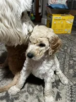 Noah, a male Goldendoodle for sale in Tavares, FL – 2 of 7