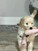 Bruiser, a male Goldendoodle for sale in Tavares, FL – 4 of 7