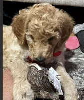 Lilly, a female Goldendoodle for sale in Tavares, FL – 3 of 4
