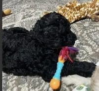 Onyx, a male Goldendoodle for sale in Tavares, FL – 2 of 6