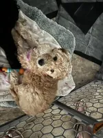 Daisy, a female Goldendoodle for sale in Tavares, FL – 2 of 6