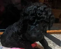 Onyx, a male Goldendoodle for sale in Tavares, FL – 3 of 6
