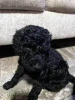 Onyx, a male Goldendoodle for sale in Tavares, FL – 6 of 6