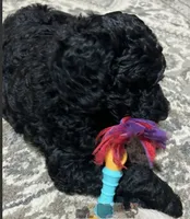 Onyx, a male Goldendoodle for sale in Tavares, FL – 5 of 6