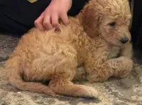 Lilly, a female Goldendoodle for sale in Tavares, FL – 2 of 4
