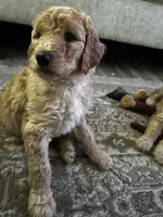 Noah, a male Goldendoodle for sale in Tavares, FL – 7 of 7