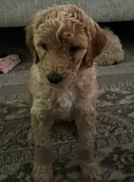 Lilly, a female Goldendoodle for sale in Tavares, FL – 4 of 4