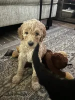 Daisy, a female Goldendoodle for sale in Tavares, FL – 4 of 6