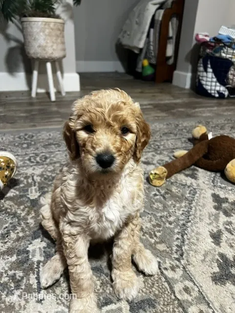 Daisy – Goldendoodle puppy for sale in Tavares, FL